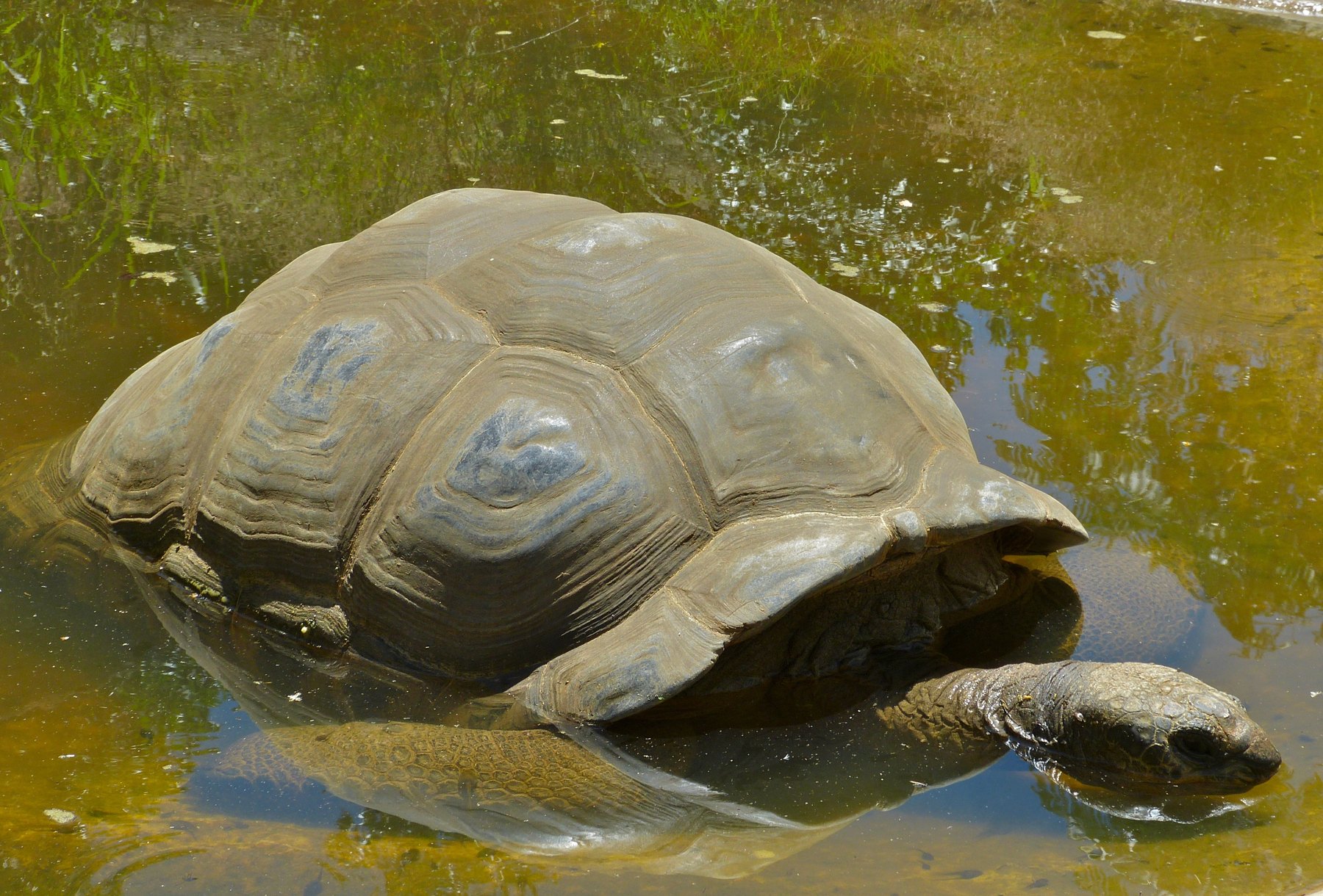 Una tartaruga gigante di Curieuse