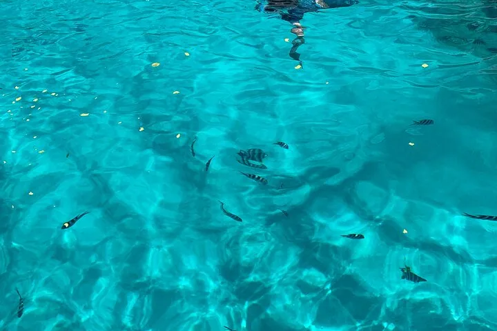 Reef Safari: snorkeling e pesci (in gruppo) — foto 2
