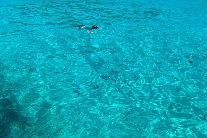 Reef Safari: snorkeling e pesci (in gruppo) — foto 4